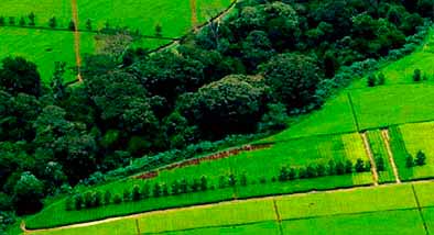 Tés Ecológicos Tés Ecológicos