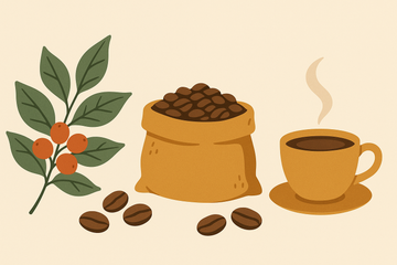 Ilustración de orígenes y variedades del café: planta, granos, taza — Aromas de Té